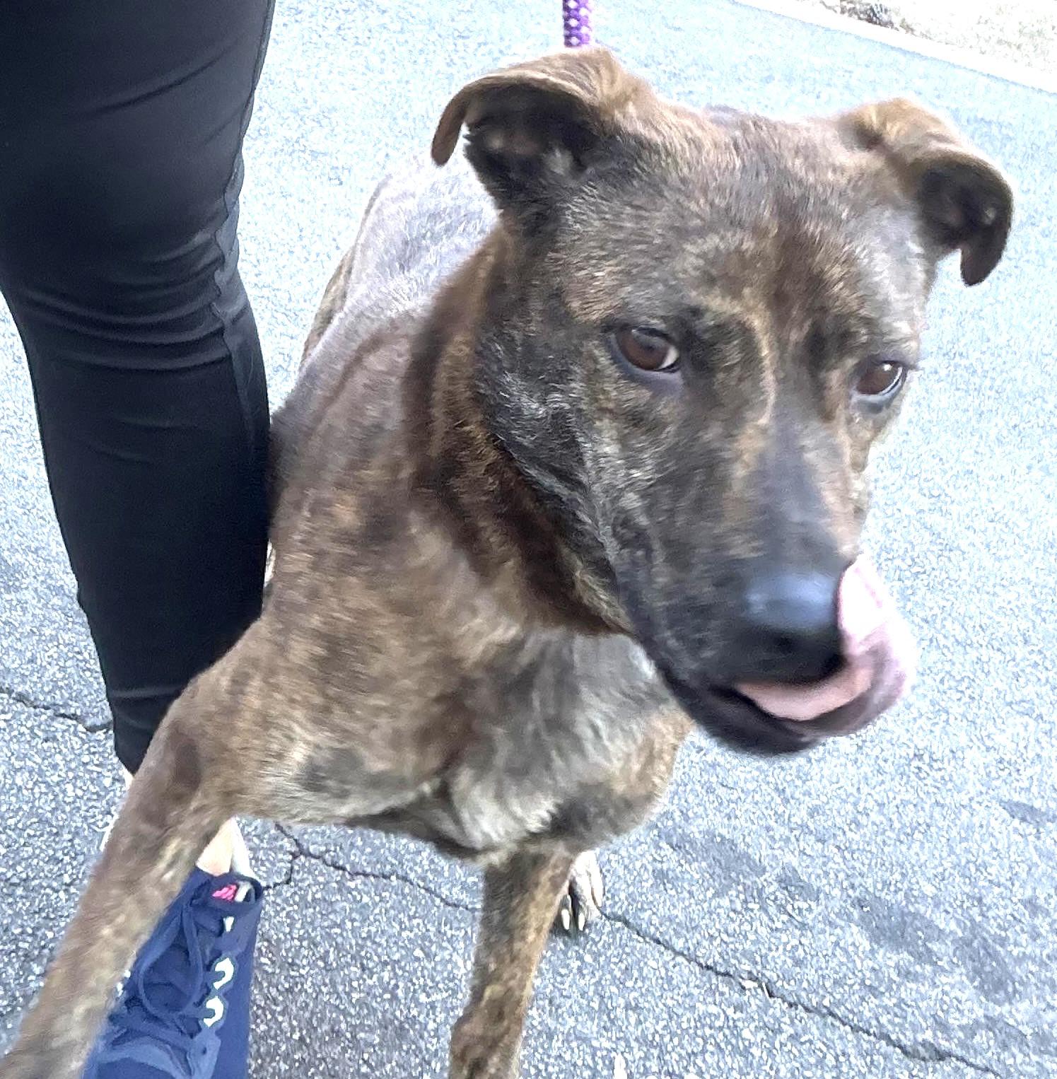 Enlarge Merilee, urgent need for foster or adopter!, a Adoptable mixed breed in Peachtree Corners, GA image 3/5