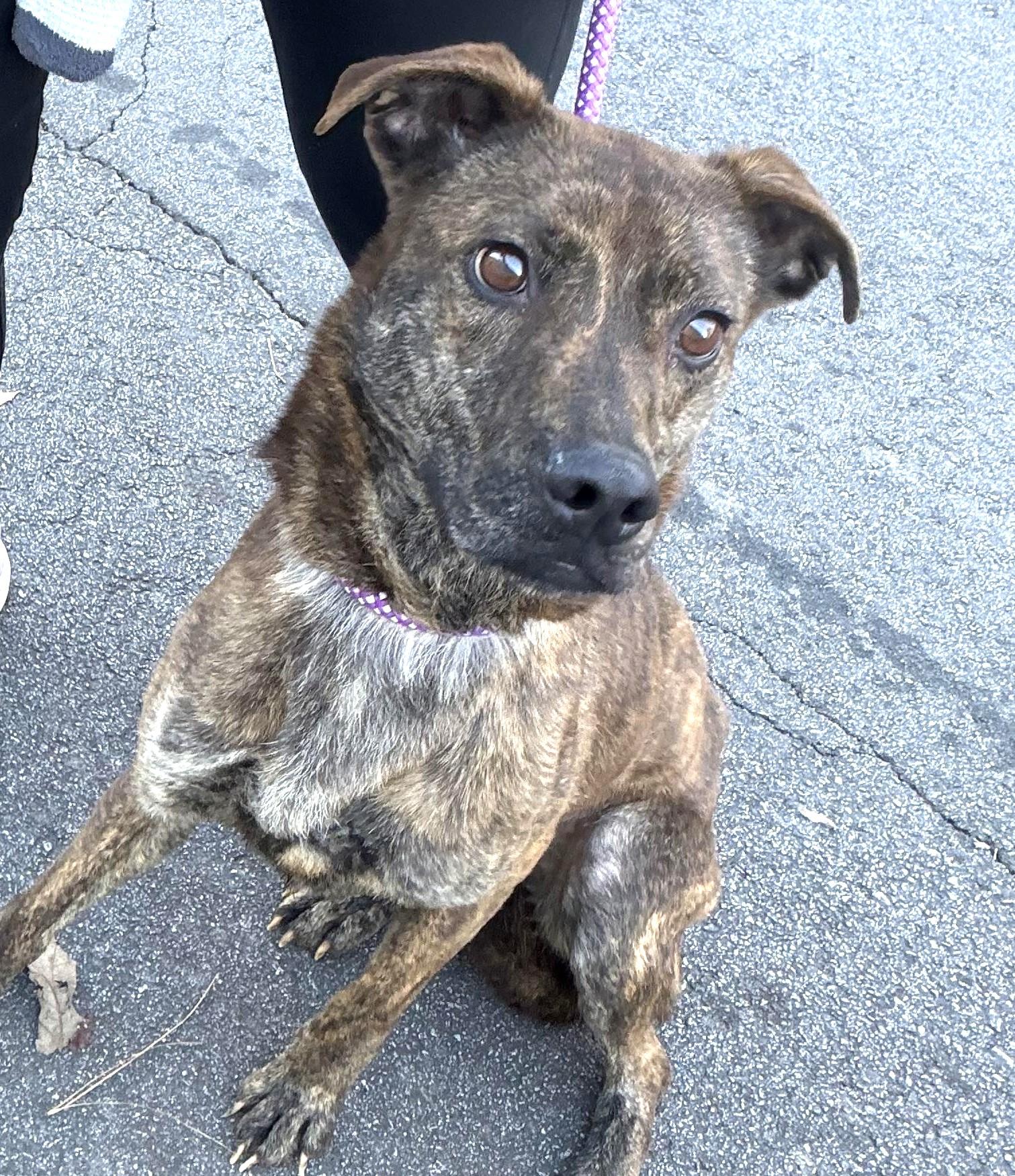 Merilee, urgent need for foster or adopter!, Adoptable, Young Female Plott Hound & Labrador Retriever.