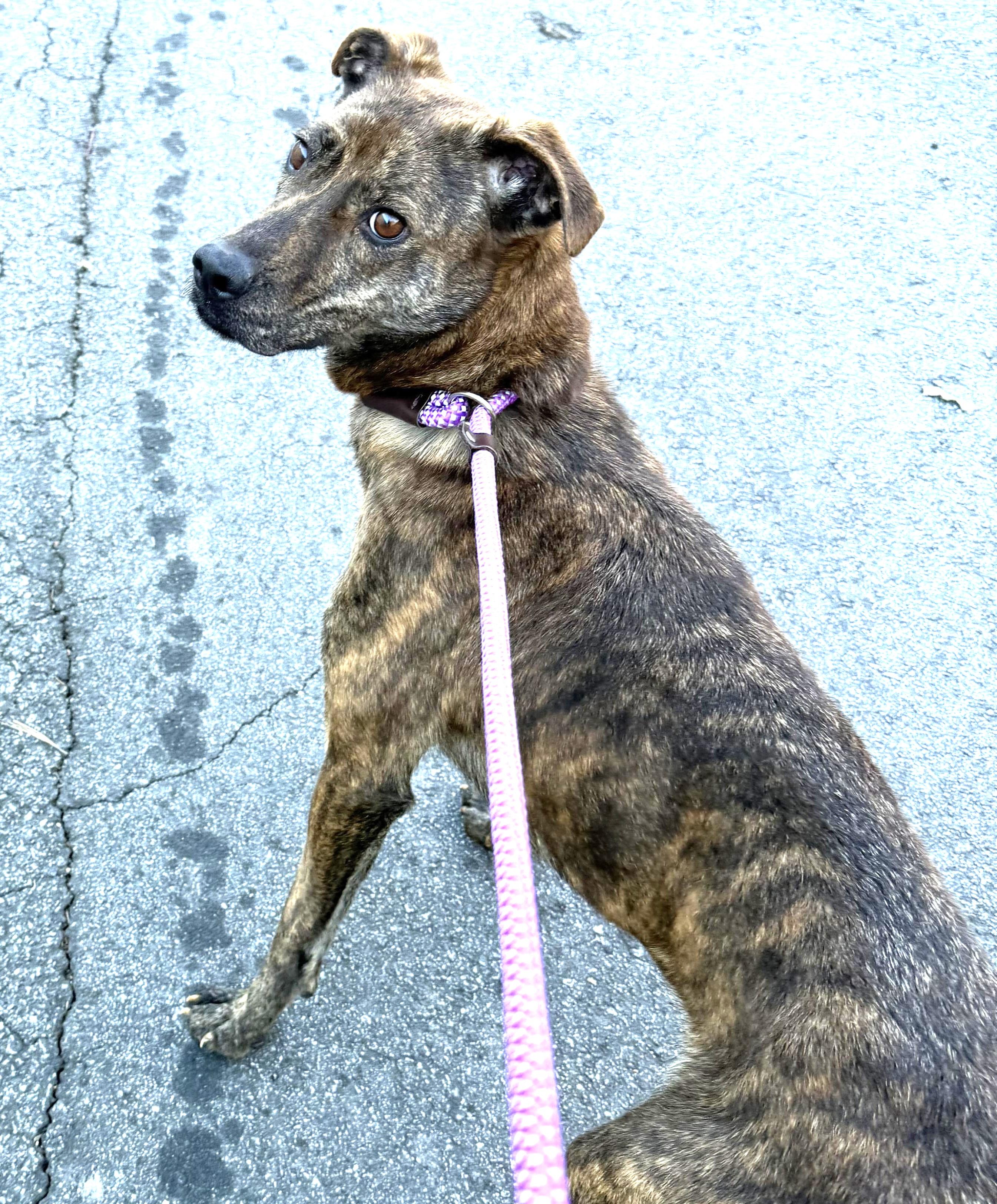 Enlarge Merilee, urgent need for foster or adopter!, a Adoptable mixed breed in Peachtree Corners, GA image 5/5