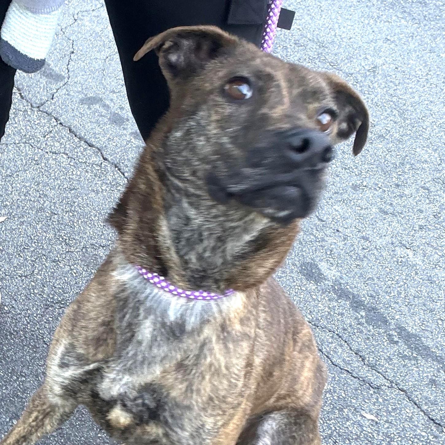 Enlarge Merilee, urgent need for foster or adopter!, a Adoptable mixed breed in Peachtree Corners, GA image 4/5