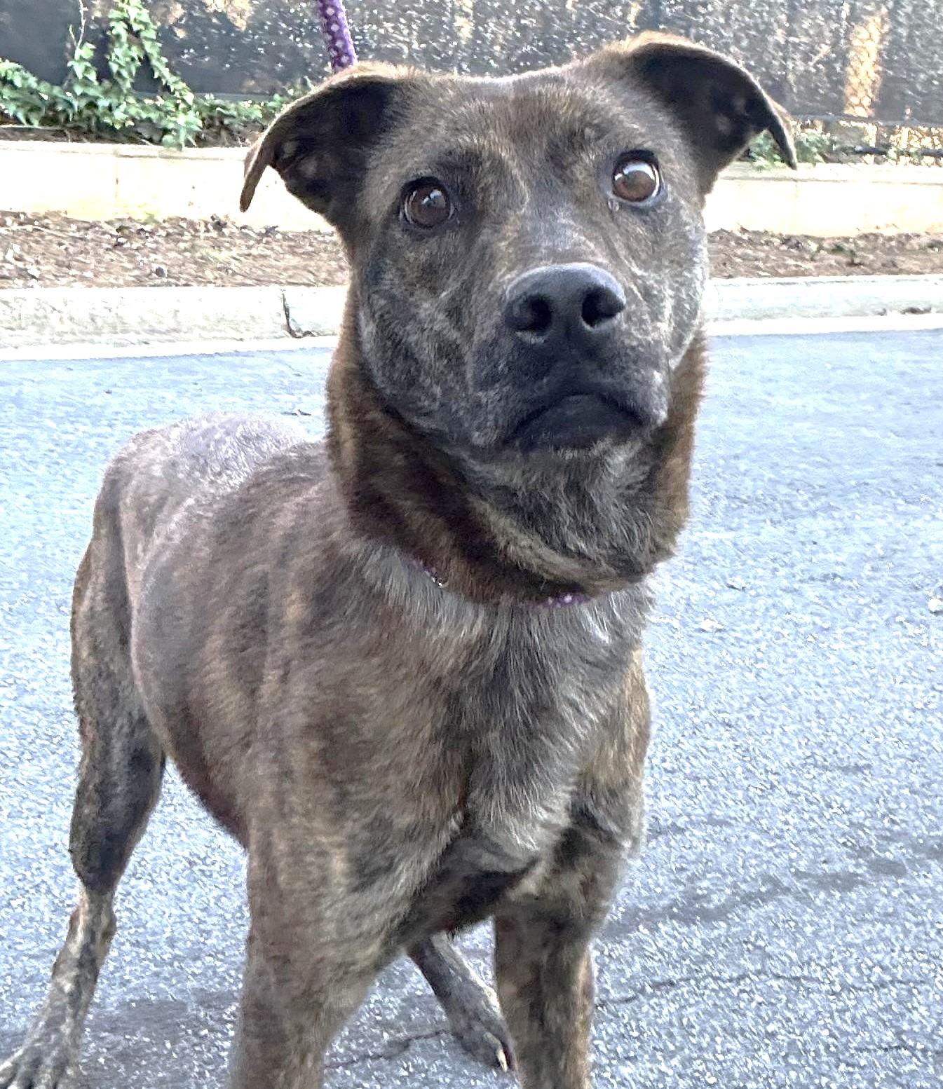 Enlarge Merilee, urgent need for foster or adopter!, a Adoptable mixed breed in Peachtree Corners, GA image 2/5