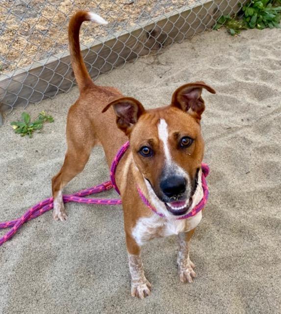 Enlarge RUSTY, a Adoptable mixed breed in Salinas, CA image 1/1