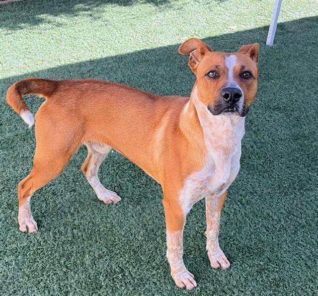 Enlarge RUSTY, a Adoptable mixed breed in Salinas, CA image 1/1