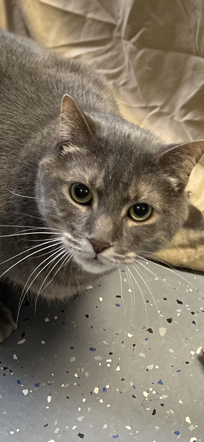 Enlarge Tinker Bell, a ADOPTABLE Domestic Short Hair in Holland, MI image 1/4