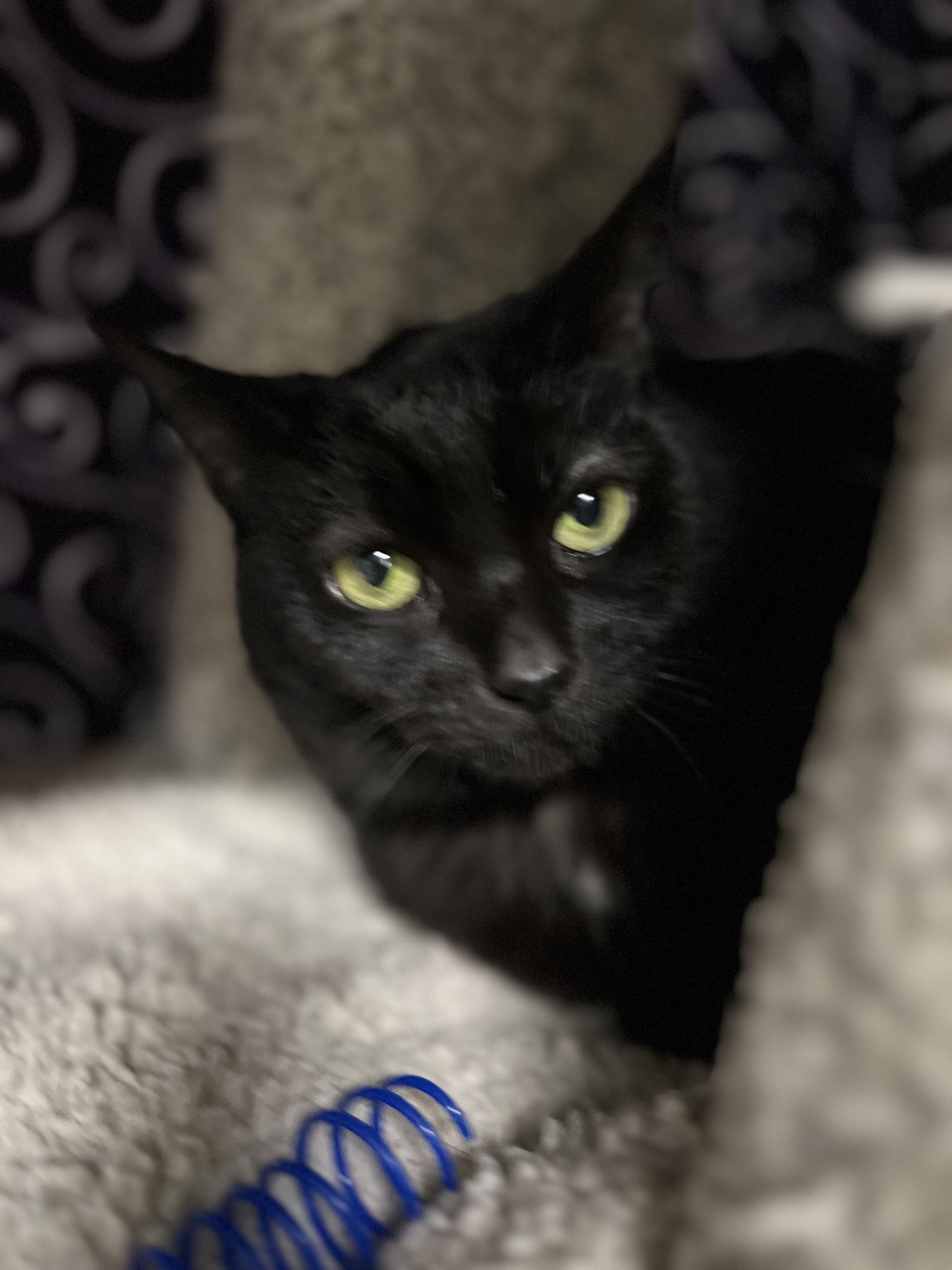 Tinker Bell, ADOPTABLE, Senior Female Domestic Short Hair.