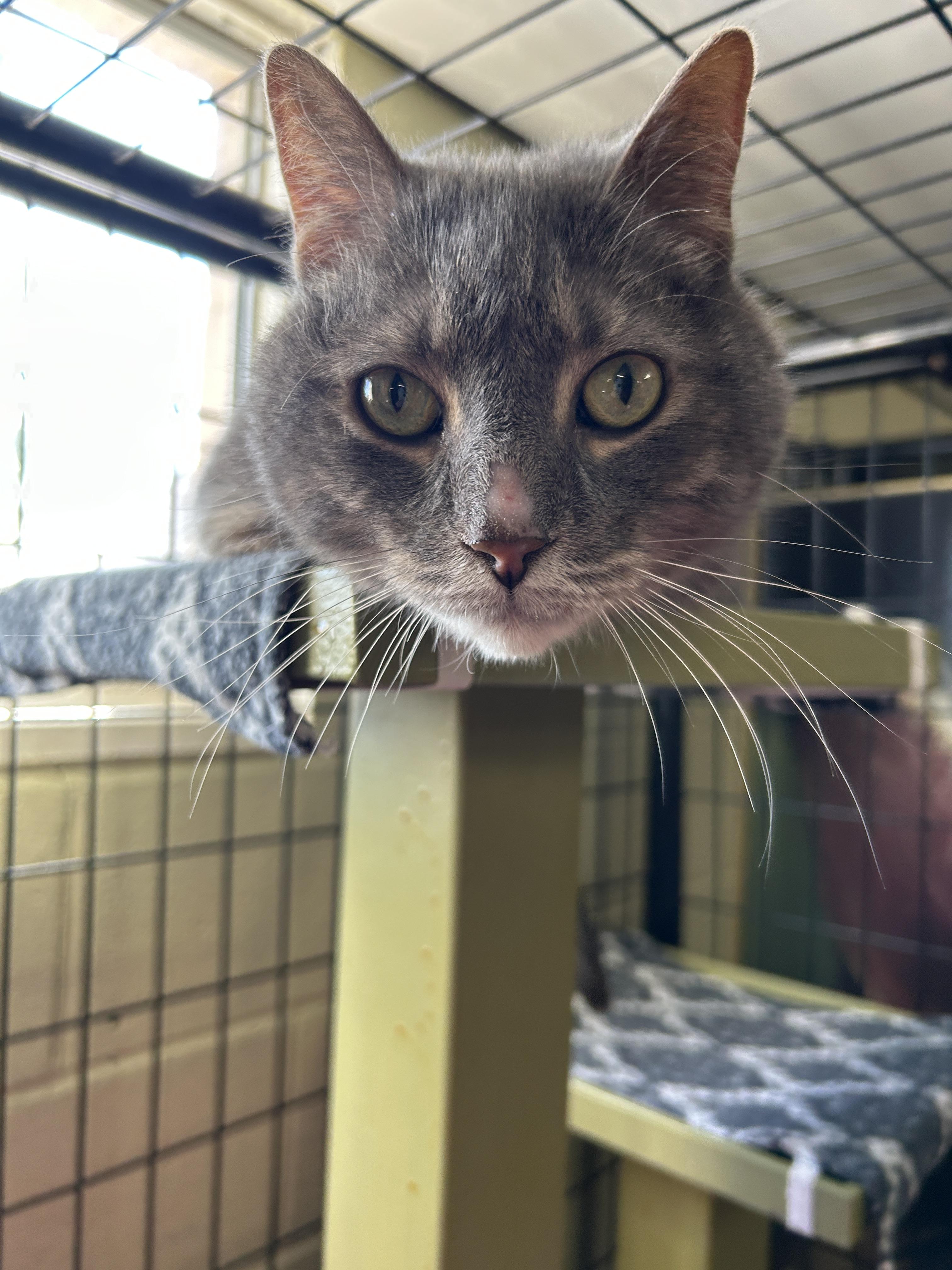 Enlarge Tinker Bell, a ADOPTABLE Domestic Short Hair in Holland, MI image 2/4