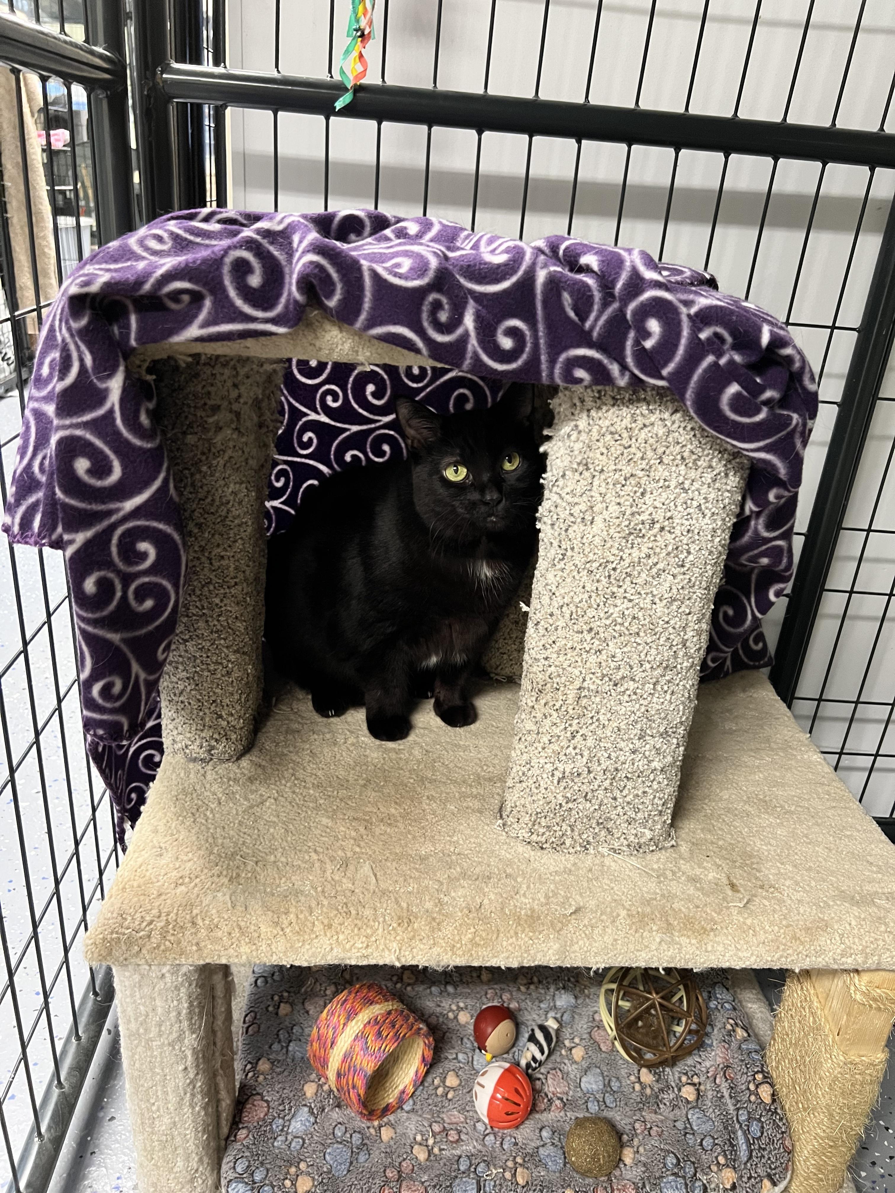 Tinker Bell, a ADOPTABLE Domestic Short Hair in Holland, MI image 2/2