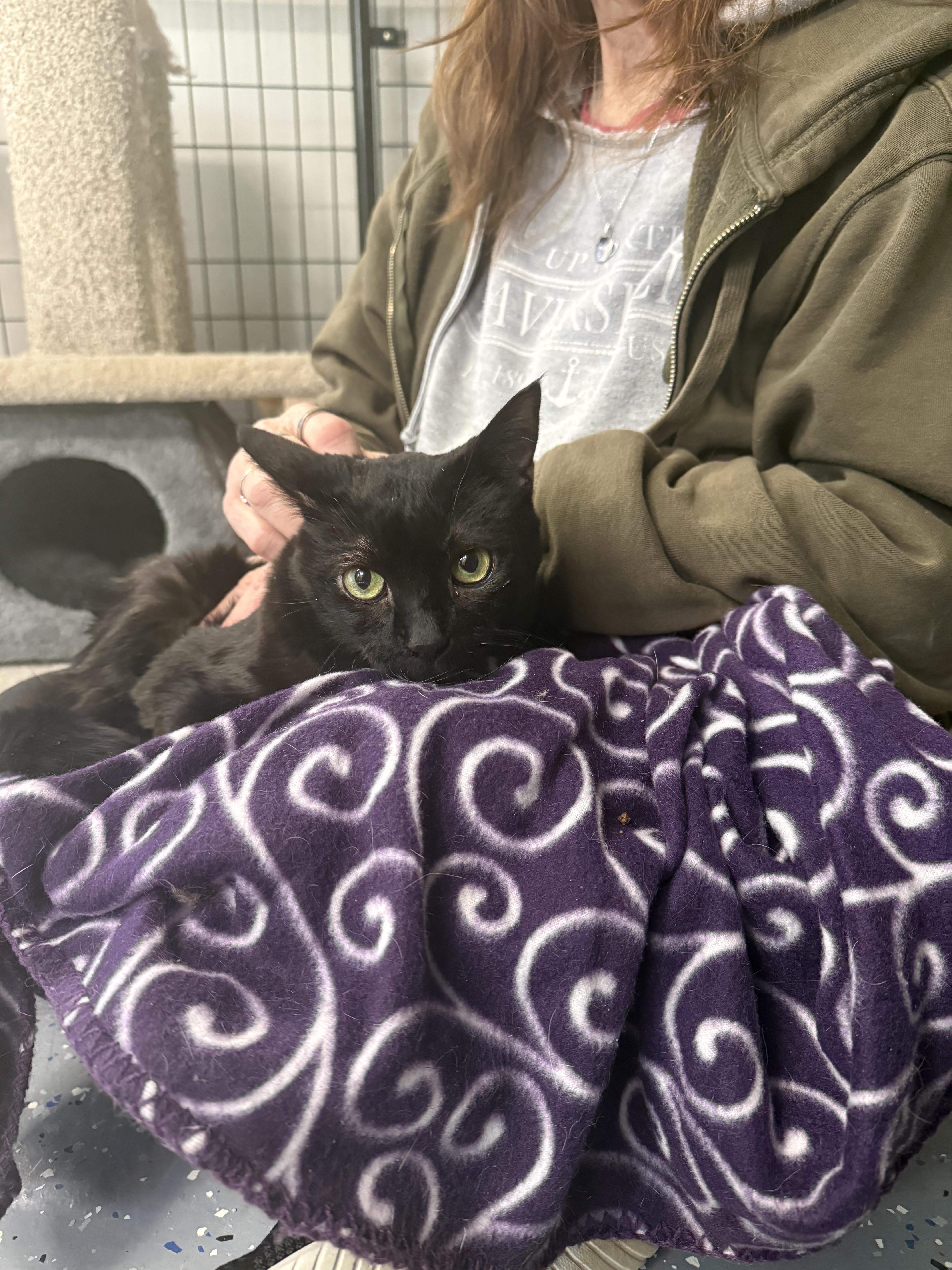 Enlarge Tinker Bell, a ADOPTABLE Domestic Short Hair in Holland, MI image 1/1