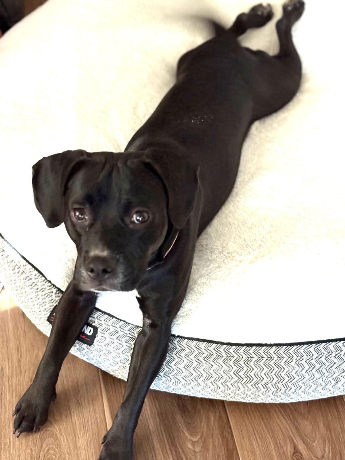 SAMANTHA, a Adopted mixed breed in Chandler, AZ image 1/2