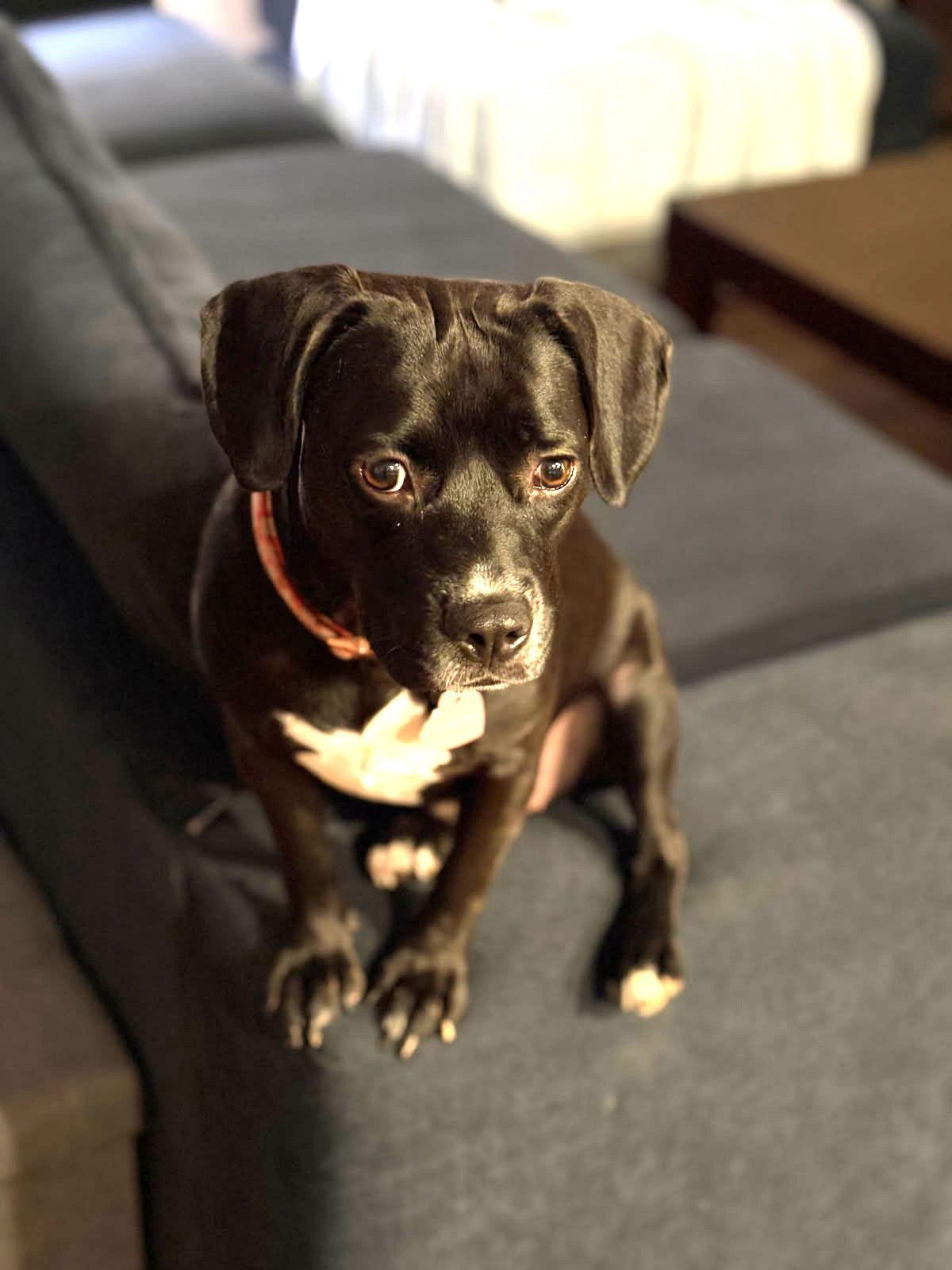 SAMANTHA, a Adopted mixed breed in Chandler, AZ image 2/2