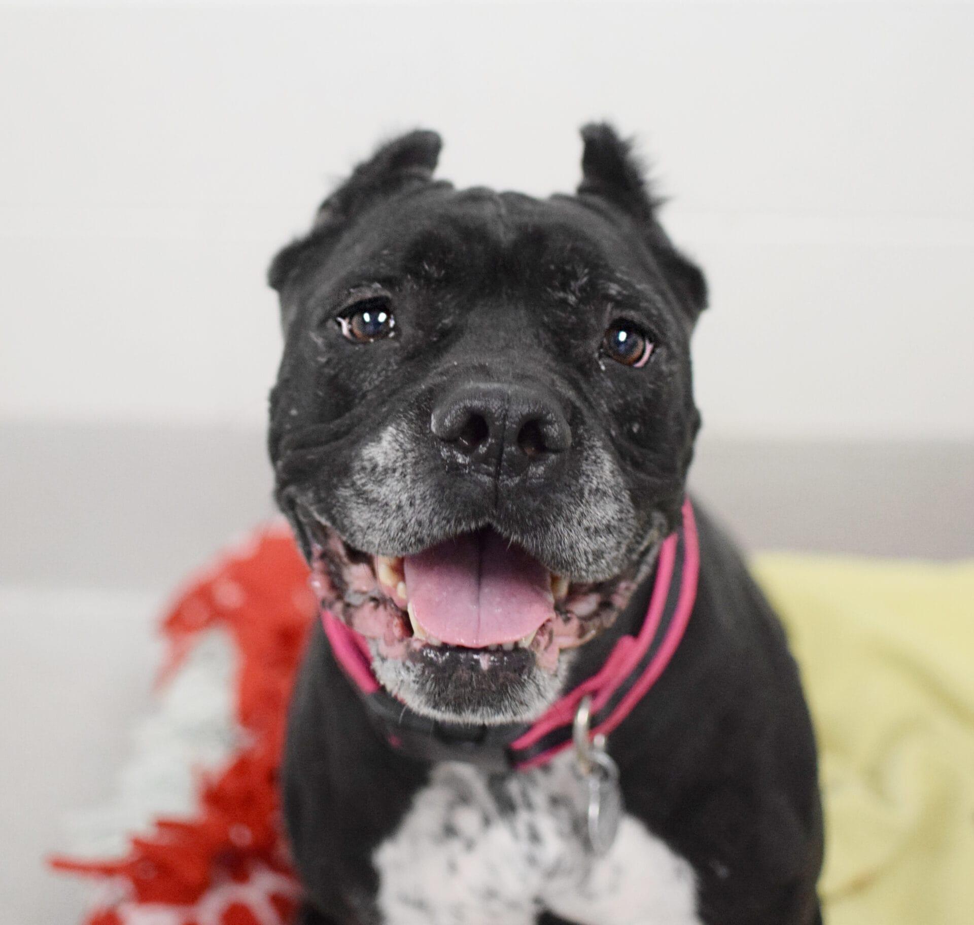 Dafny, Adoptable, Senior Female Cane Corso.