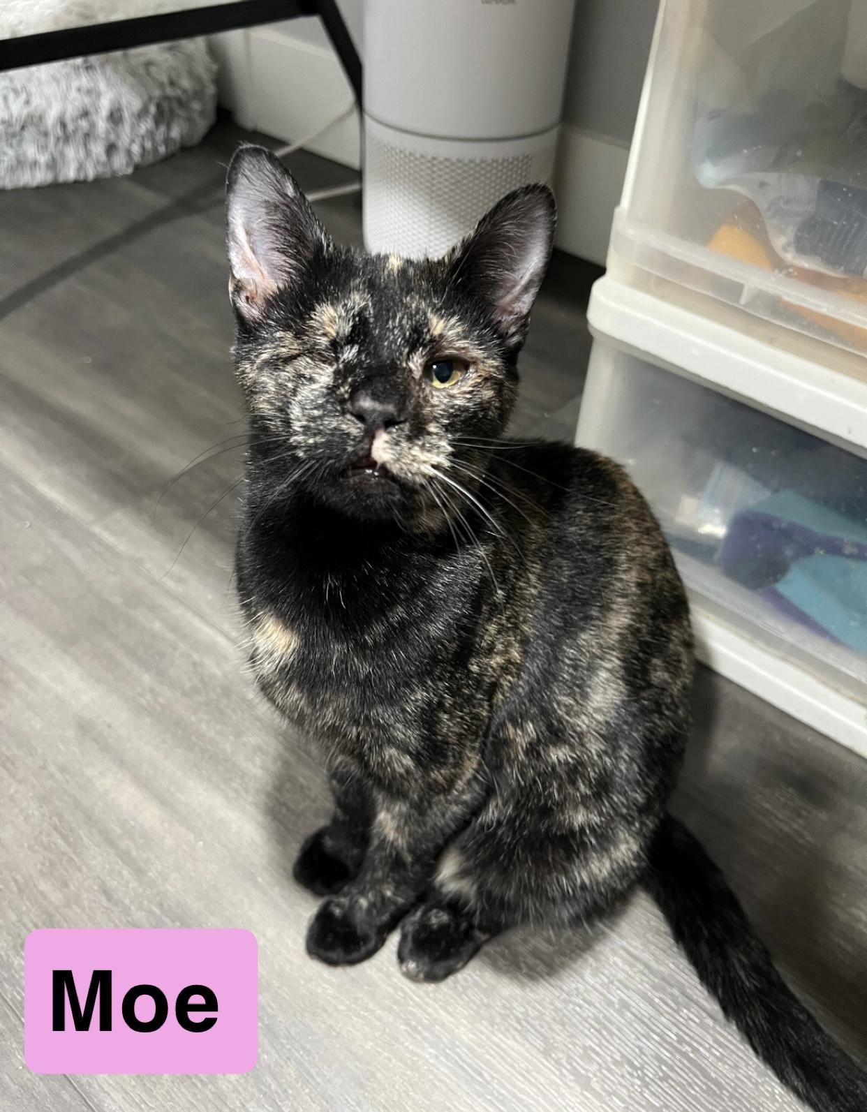 Moe, Adopted, Young Female Tortoiseshell.
