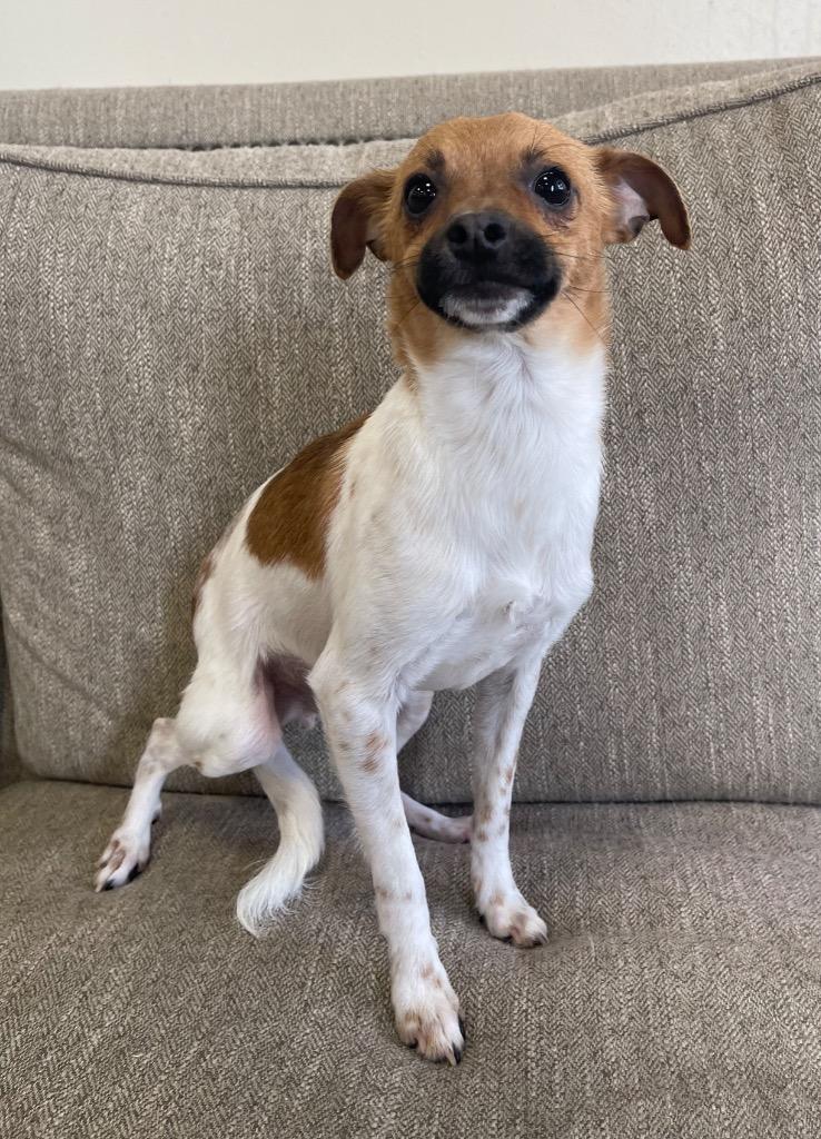 Enlarge Bosco, a Adoptable mixed breed in Thousand Oaks, CA image 1/1