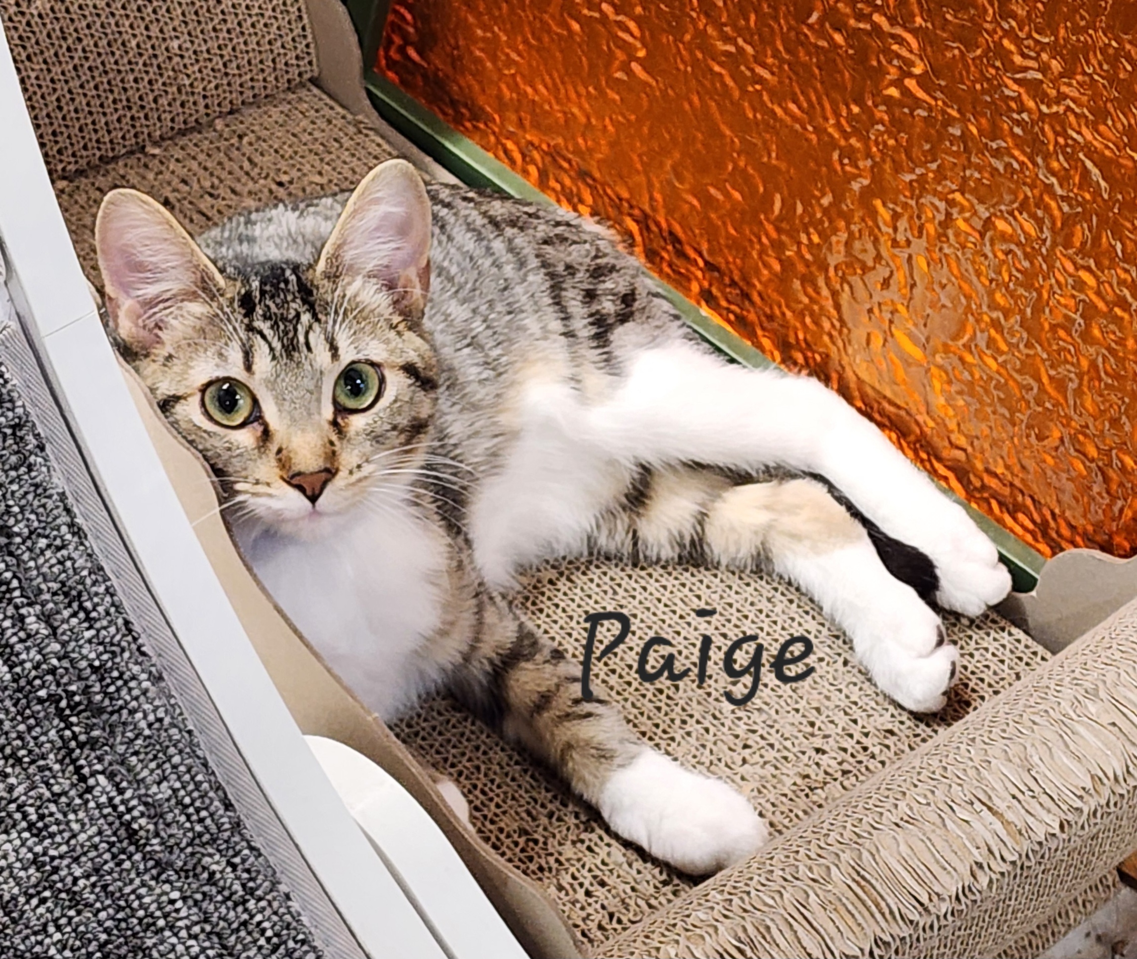 Paige, a Adoptable Domestic Short Hair in Waterloo, IA image 2/3