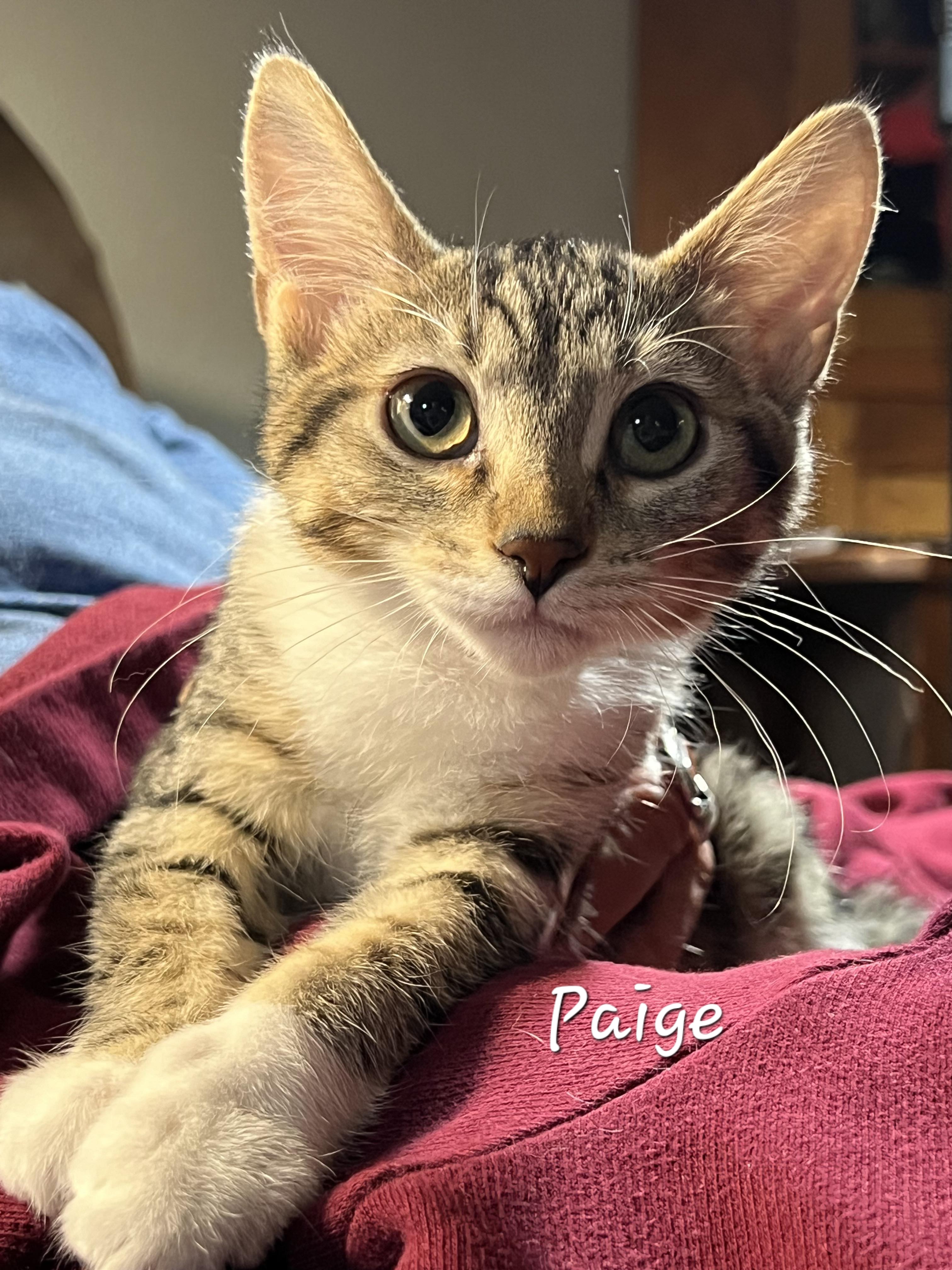 Paige, a Adoptable Domestic Short Hair in Waterloo, IA image 3/3