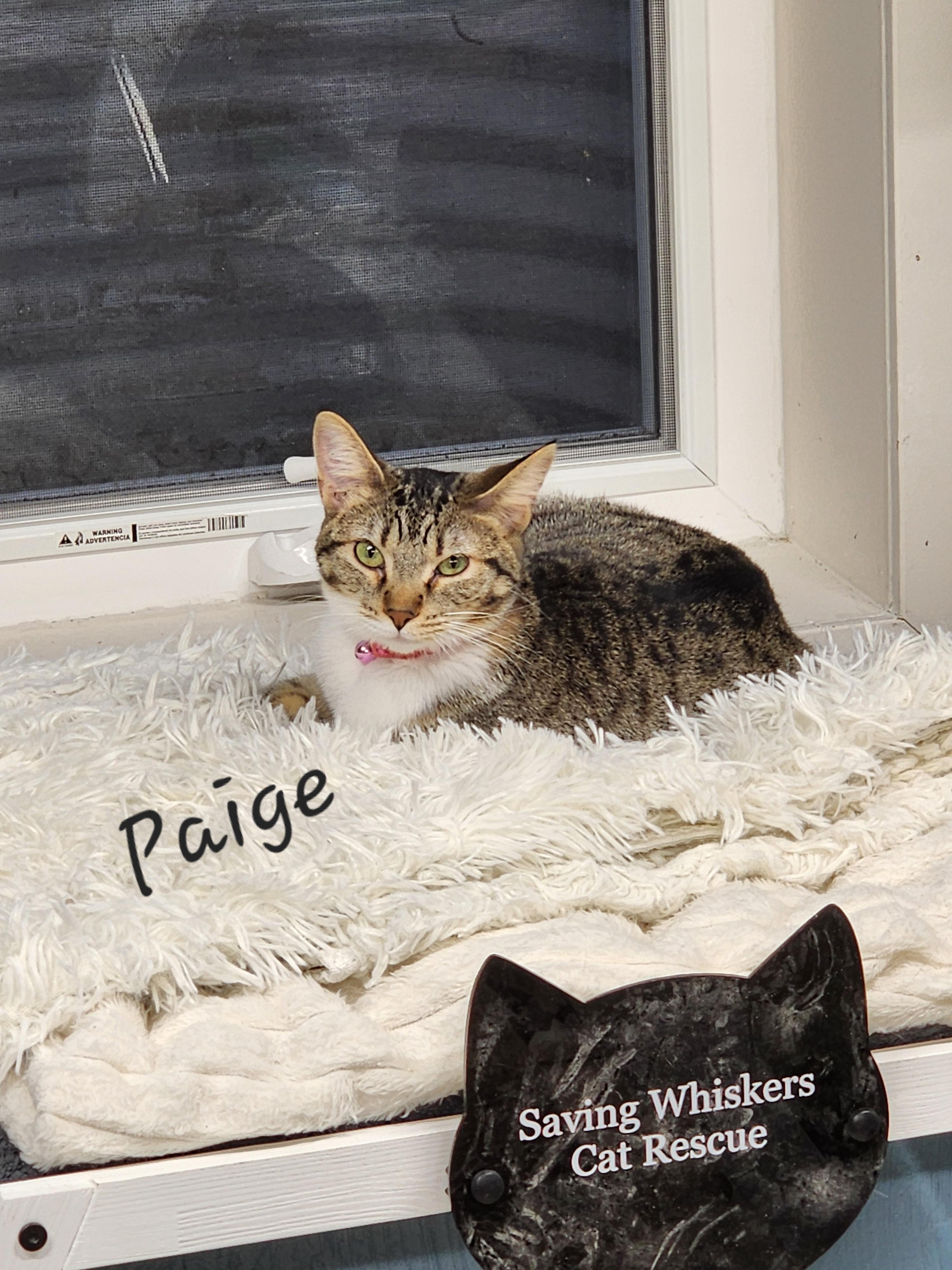 Paige, a Adoptable Domestic Short Hair in Waterloo, IA image 1/3