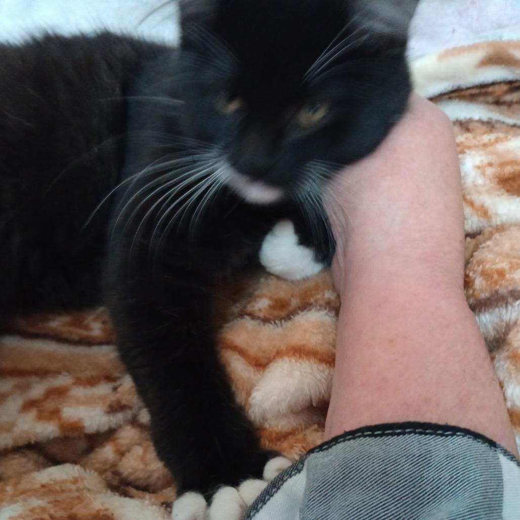 Sally, a Adoptable Domestic Short Hair in Ashland, OR image 1/2