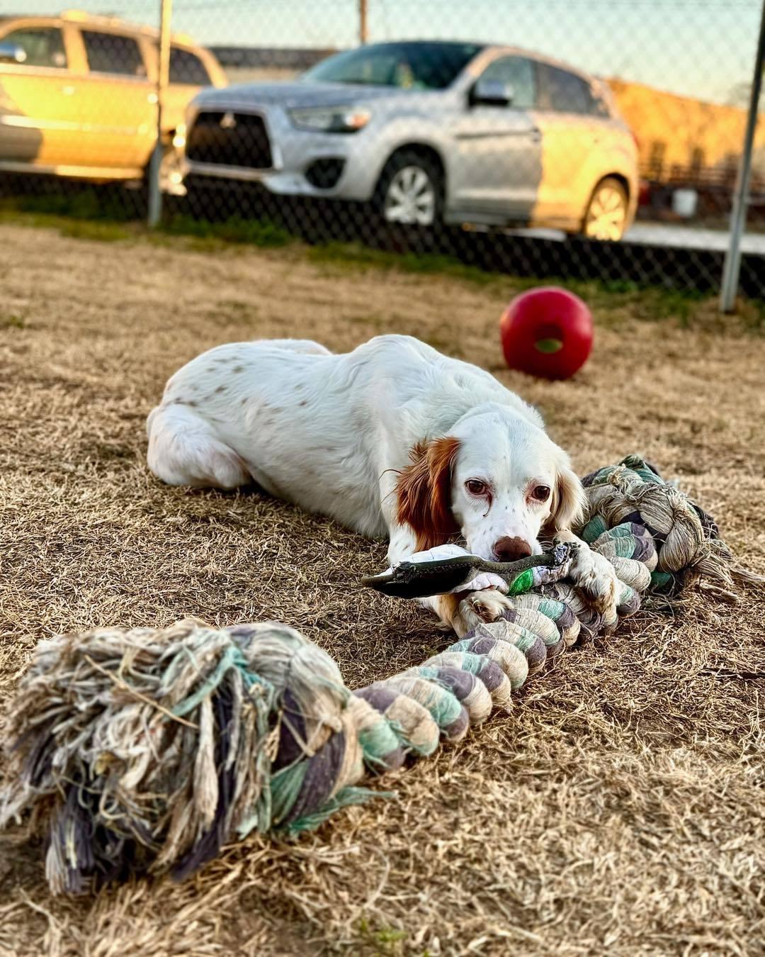 Enlarge Lucy, a ADOPTABLE English Setter in Edmond, OK image 3/6