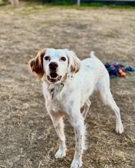 Enlarge Lucy, an adopted English Setter in Edmond, OK image 2/6