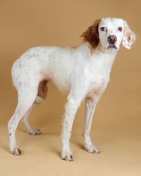 Enlarge Lucy, an adopted English Setter in Edmond, OK image 4/6