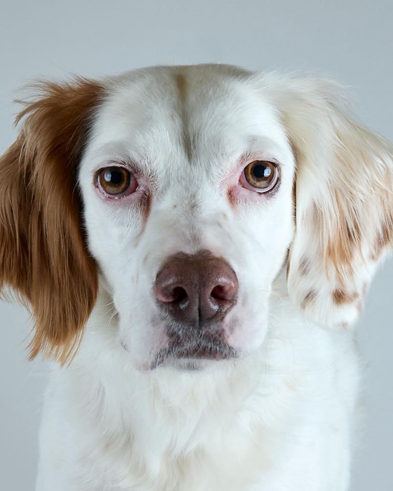 Lucy, ADOPTABLE, Adult Female English Setter.