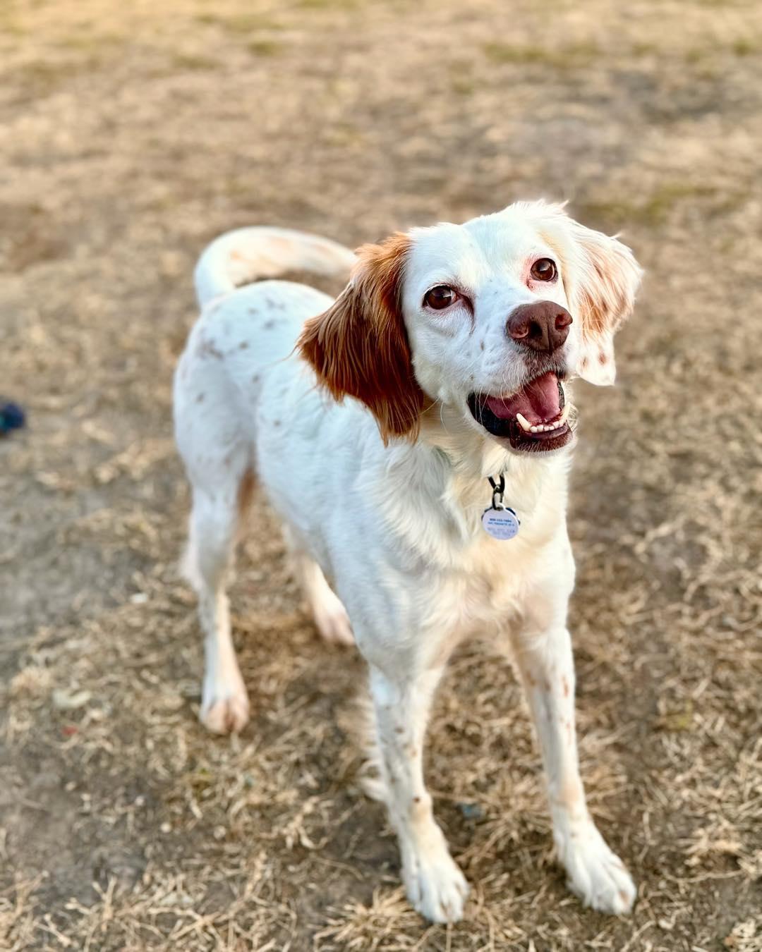 Enlarge Lucy, an adopted English Setter in Edmond, OK image 5/6