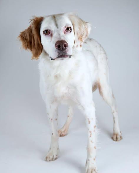 Enlarge Lucy, a ADOPTABLE English Setter in Edmond, OK image 6/6