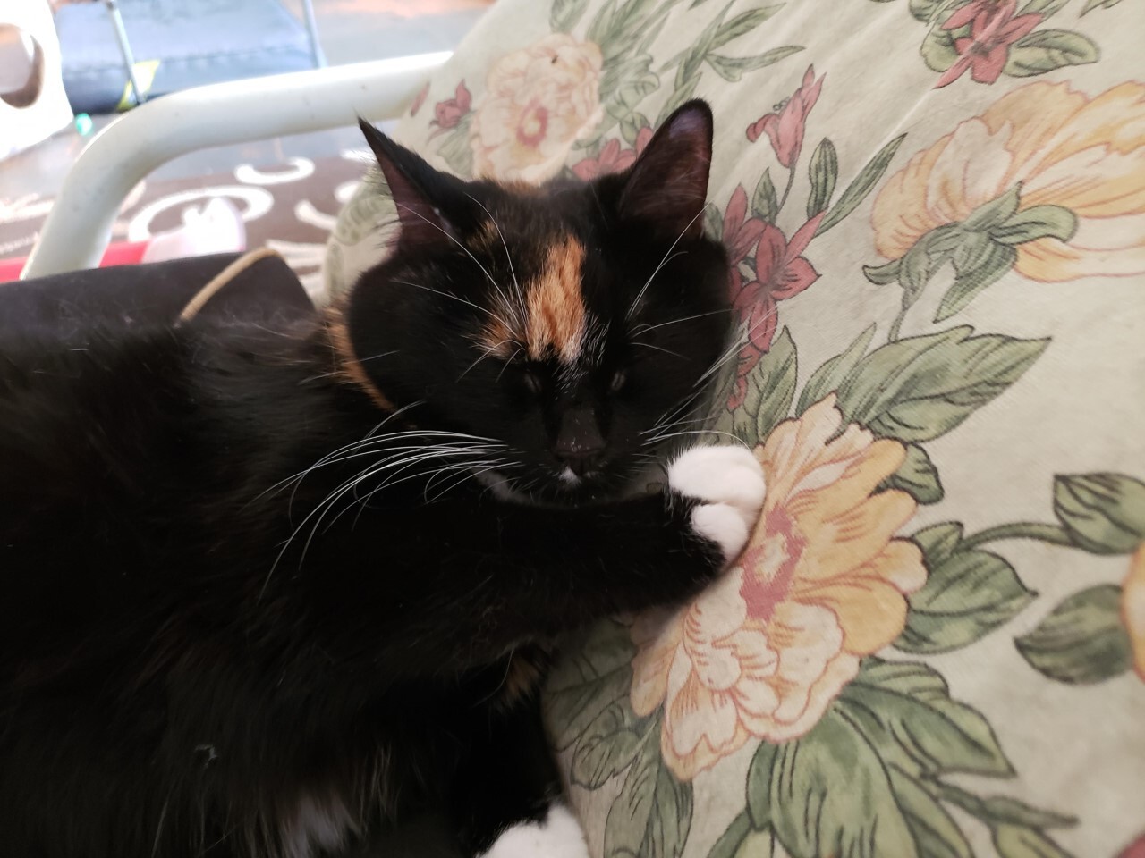 CeCe - STILL AVAILABLE! photo 1