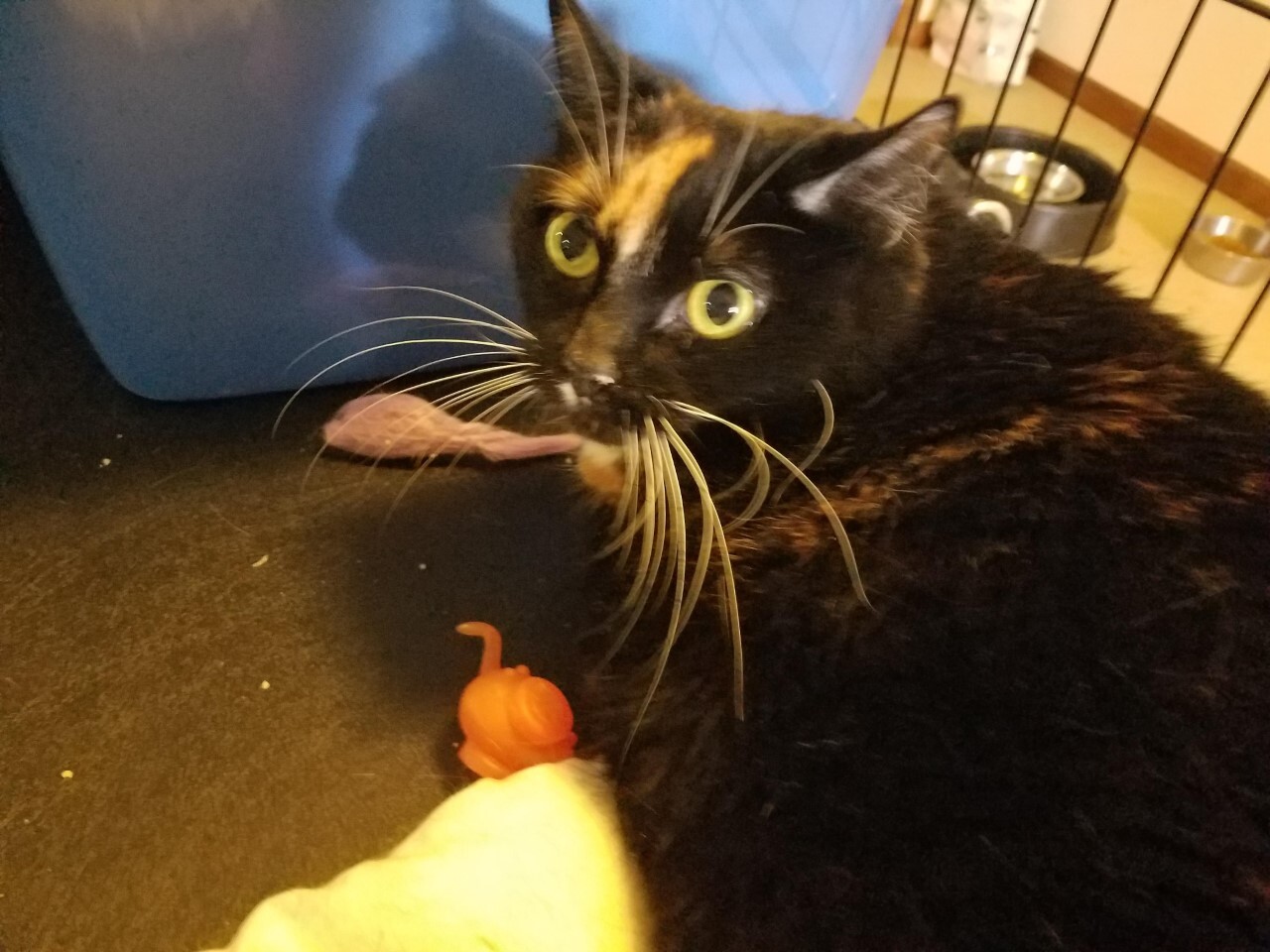 CeCe - STILL AVAILABLE! photo 2