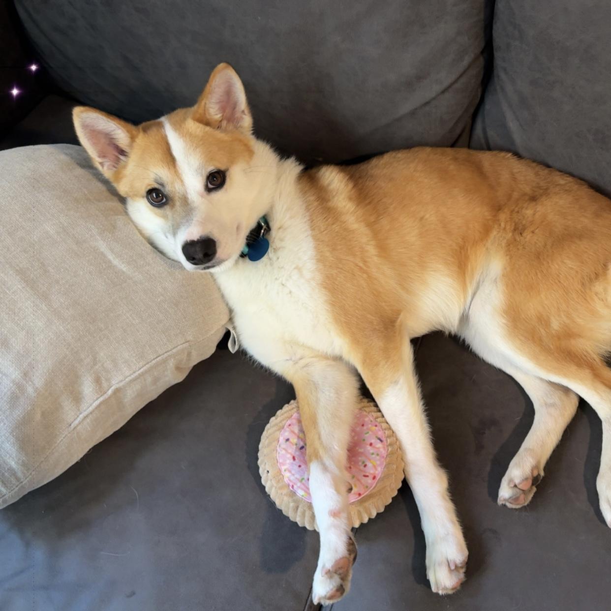 Enlarge Todd, an adopted mixed breed in Milford, CT image 2/6