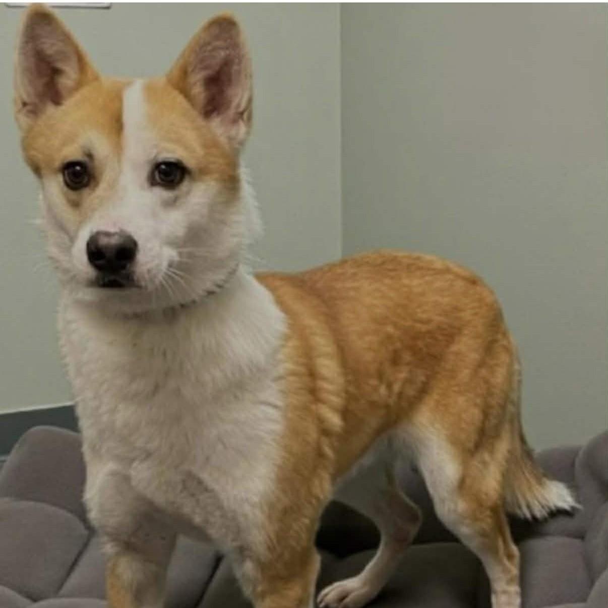 Enlarge Todd, an adopted mixed breed in Milford, CT image 6/6