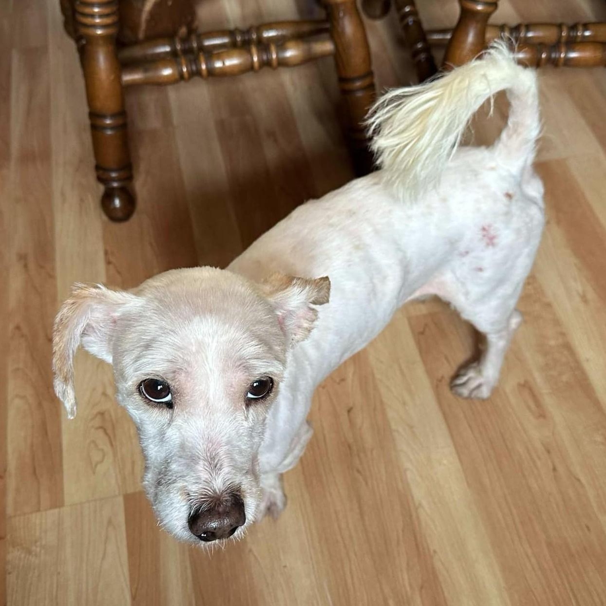 Enlarge Bentley, a ADOPTABLE mixed breed in Cherry Hill, NJ image 3/6