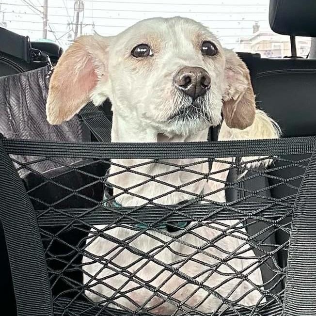 Enlarge Bentley, a ADOPTABLE mixed breed in Cherry Hill, NJ image 2/6