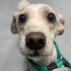 Enlarge Bentley, a ADOPTABLE mixed breed in Cherry Hill, NJ image 5/6