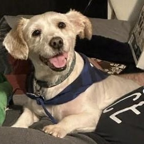 Bentley, a ADOPTABLE mixed breed in Cherry Hill, NJ image 2/6