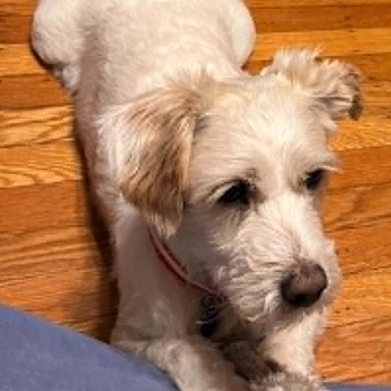 Bentley, a ADOPTABLE mixed breed in Cherry Hill, NJ image 4/6