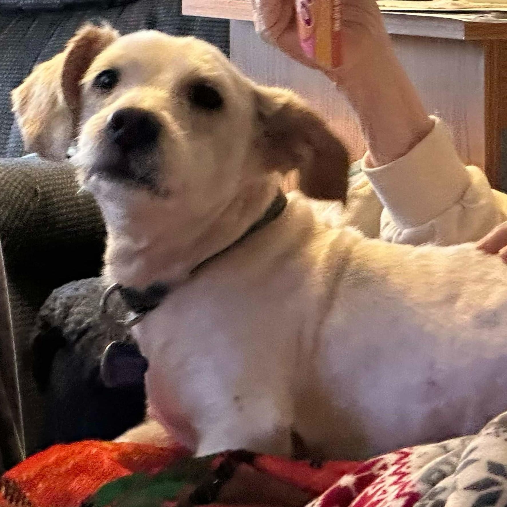 Bentley, a ADOPTABLE mixed breed in Cherry Hill, NJ image 3/6