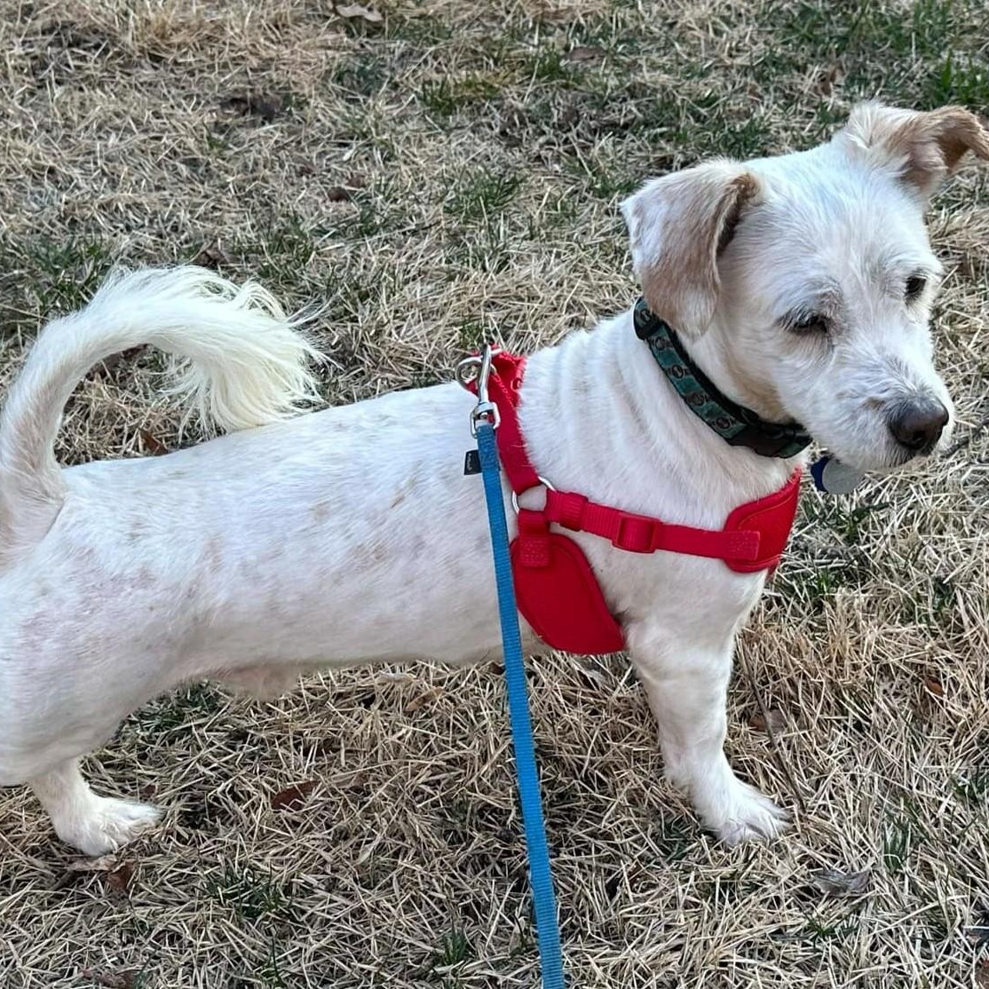 Enlarge Bentley, a ADOPTABLE mixed breed in Cherry Hill, NJ image 4/6