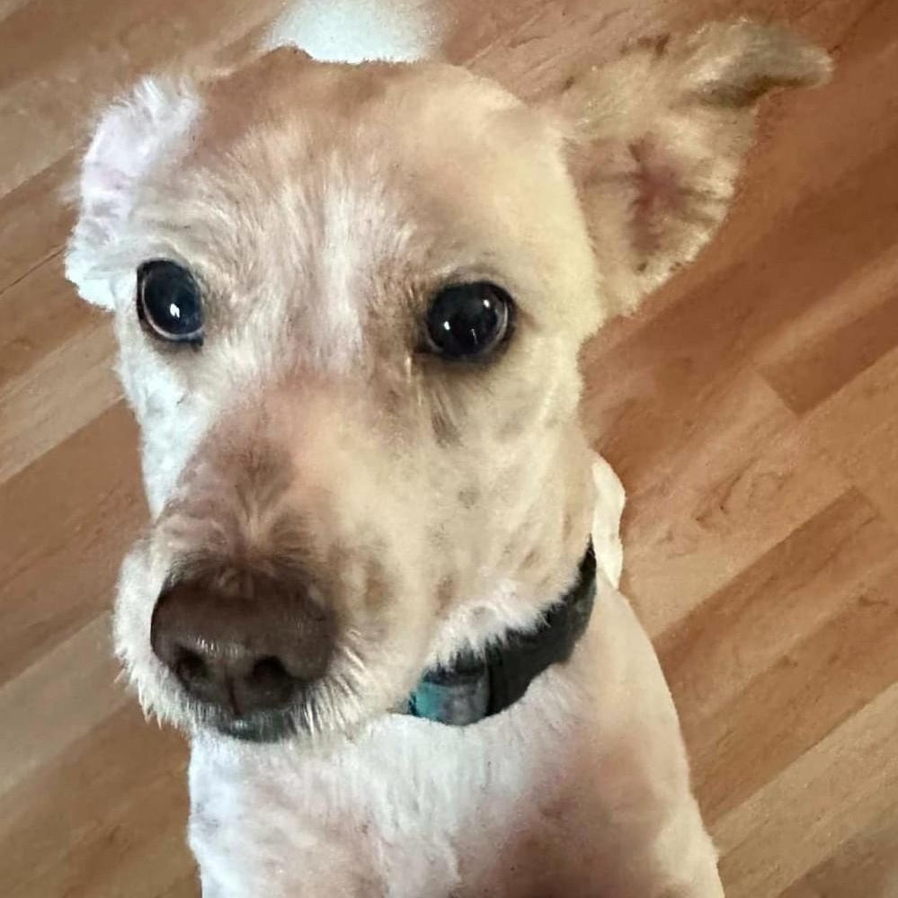 Bentley, ADOPTABLE, Adult Male Terrier.