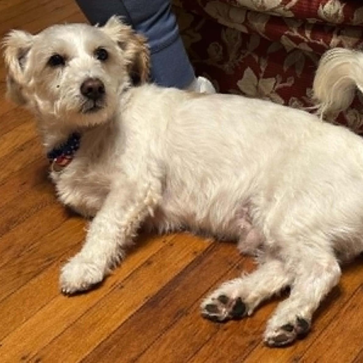 Bentley, ADOPTABLE, Adult Male Terrier.