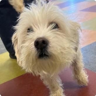 Bentley, a ADOPTABLE mixed breed in Cherry Hill, NJ image 5/6