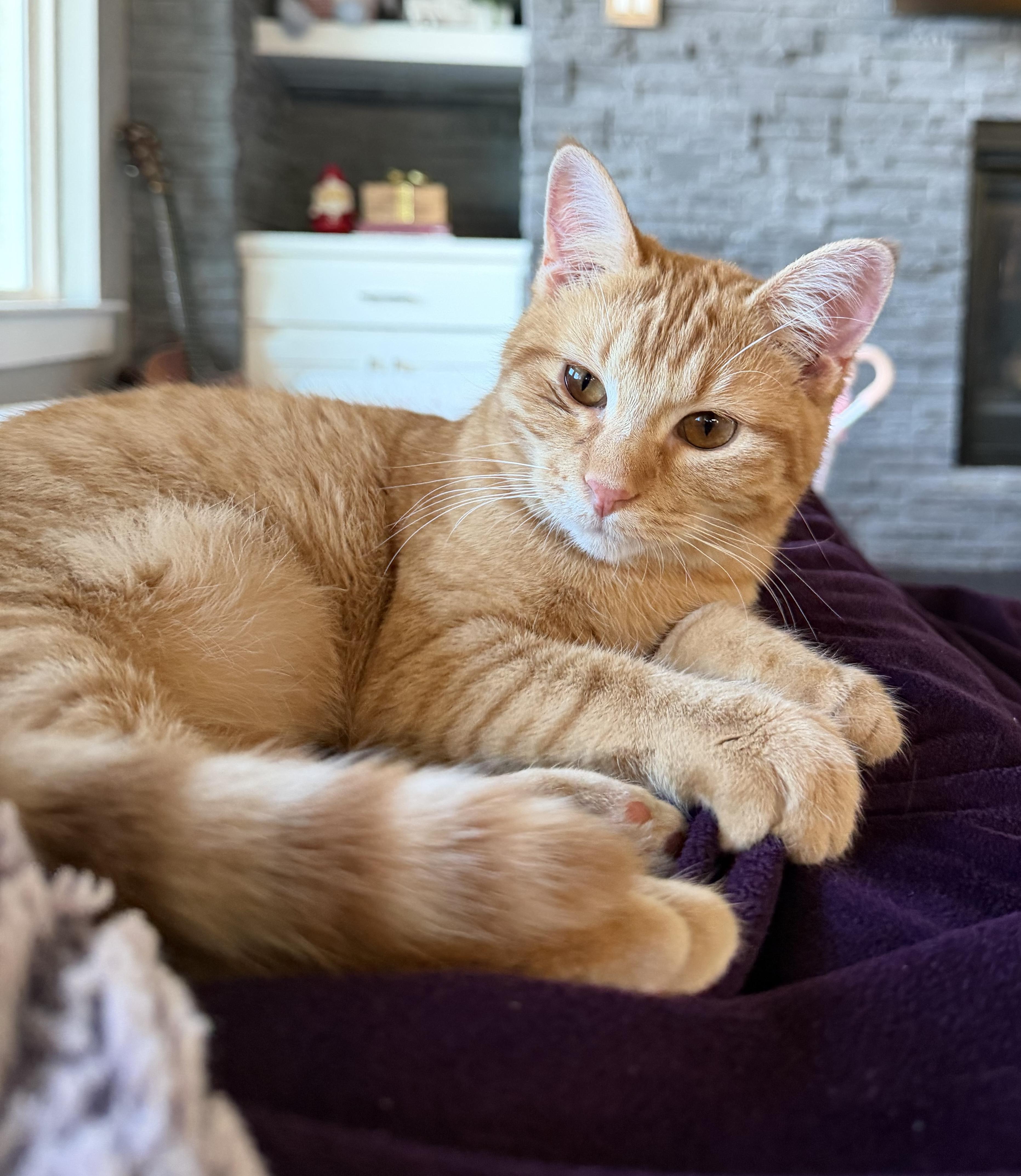 KIMI - UNIQUE LAPCAT LOVERGIRL!, Adoptable, Kitten Female Domestic Short Hair.