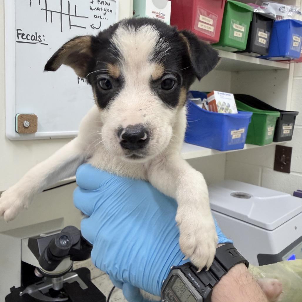 Enlarge CT Ecuador, a Adoptable Mixed Breed in Stormville, NY image 2/6
