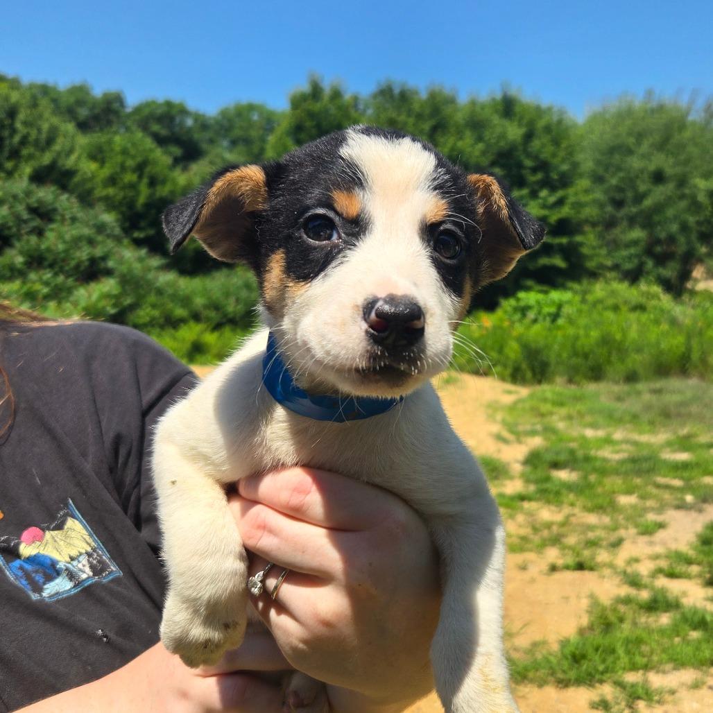 Enlarge CT Ecuador, a Adoptable Mixed Breed in Stormville, NY image 3/6