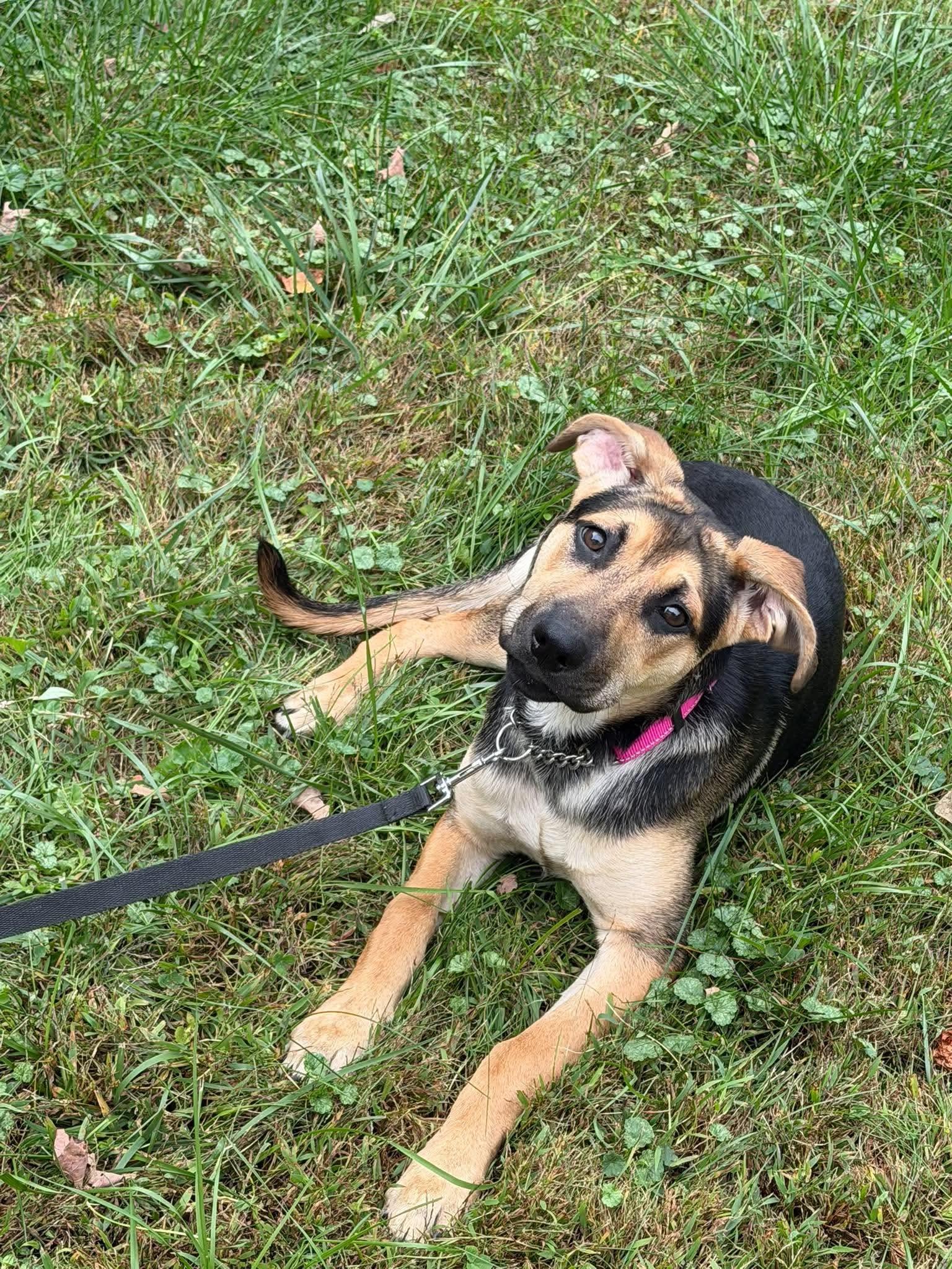 Enlarge Luna, a Adoptable mixed breed in Randolph Center, VT image 1/4