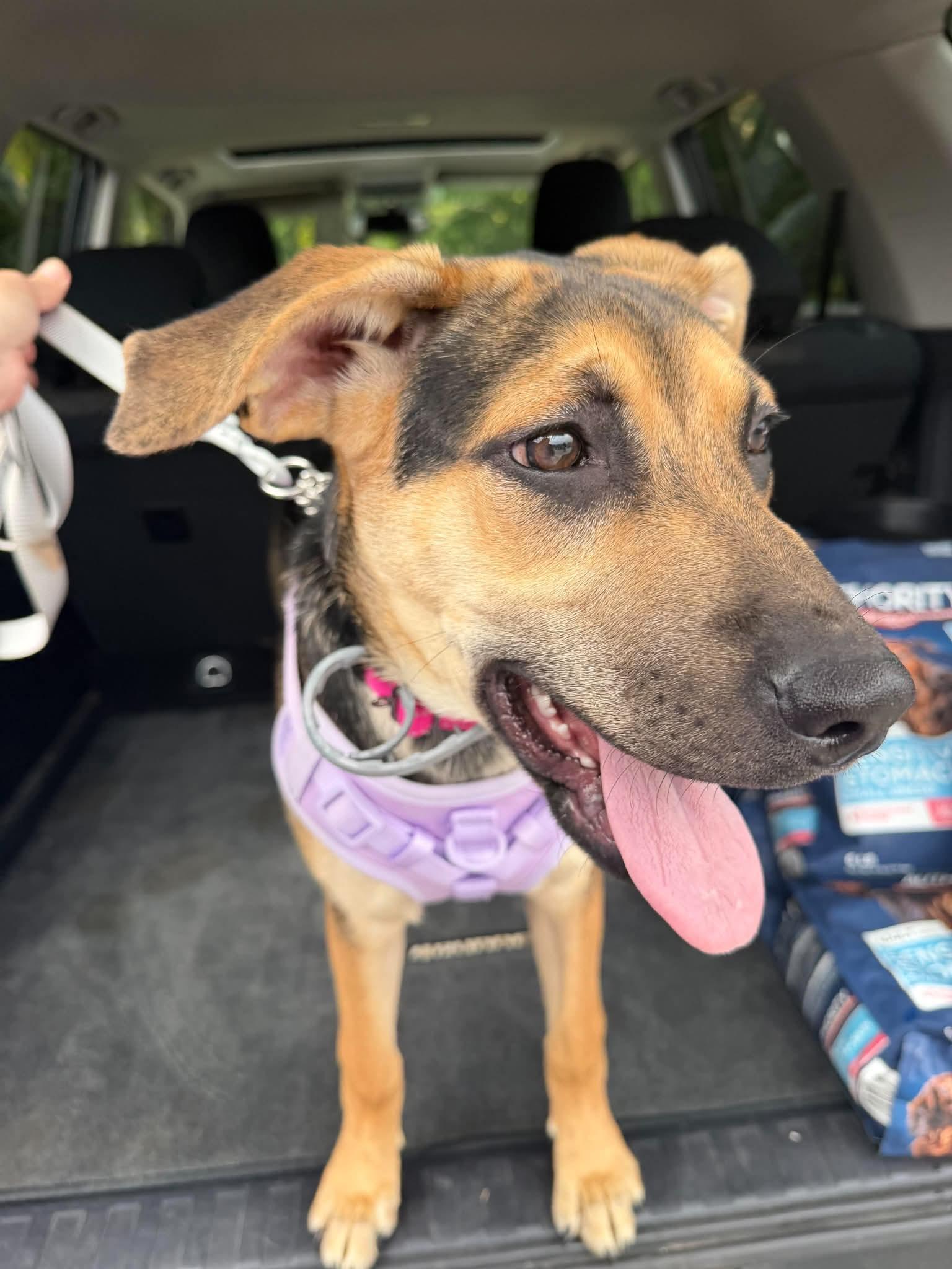 Enlarge Luna, a Adoptable mixed breed in Randolph Center, VT image 4/4