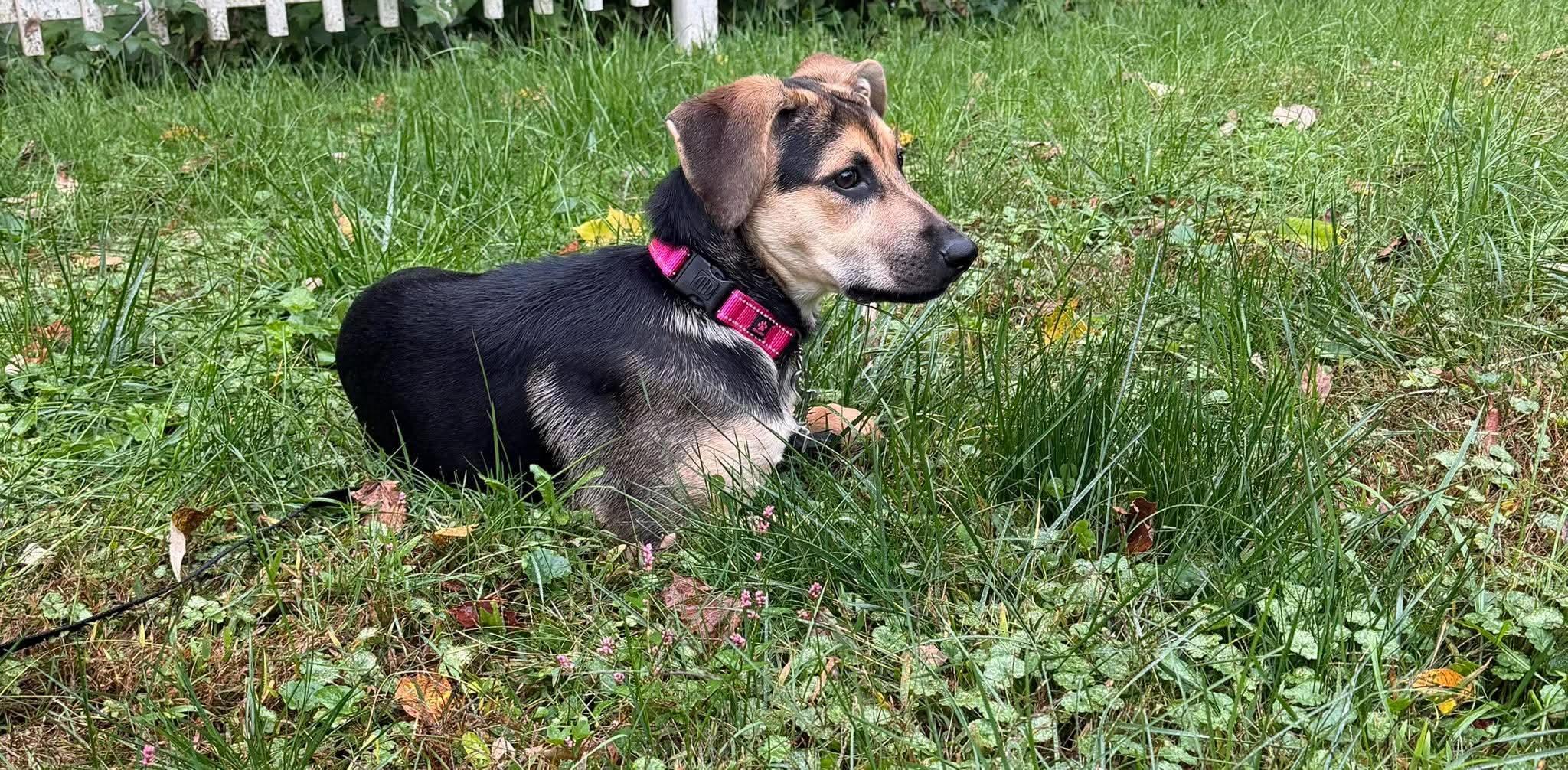 Enlarge Luna, a Adoptable mixed breed in Randolph Center, VT image 3/4