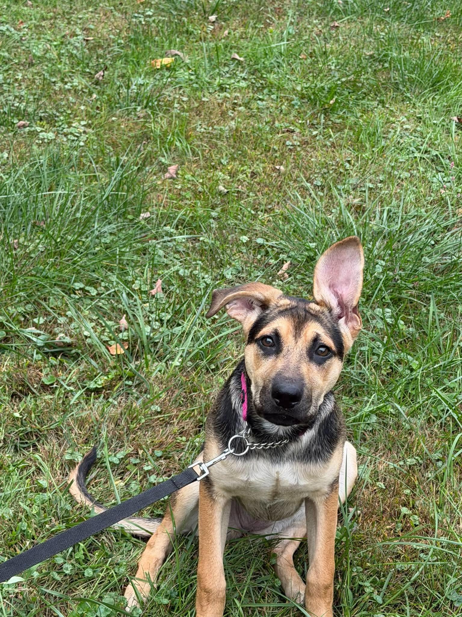 Enlarge Luna, a Adoptable mixed breed in Randolph Center, VT image 2/4