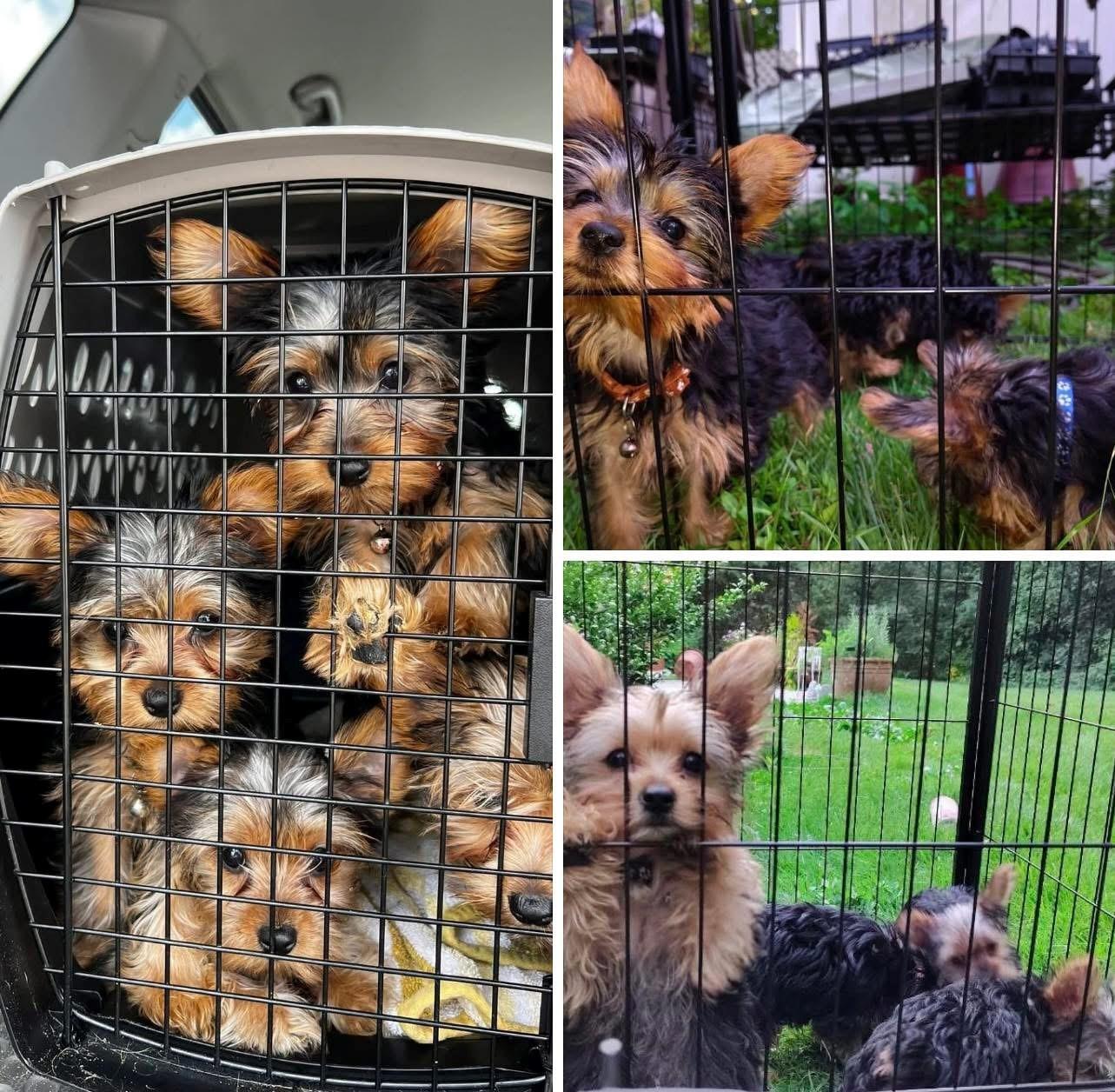 Epic SNL Crew (Yorkie Puppies) - Julia, Maya, Kate, & Norm, Adopted, Puppy Female Yorkshire Terrier.