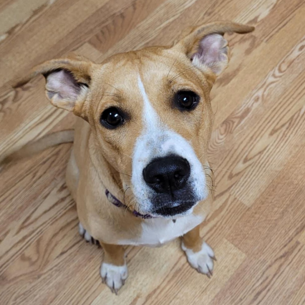 Enlarge Lady, a Adoptable mixed breed in Wetumpka, AL image 2/4